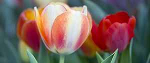 Preview wallpaper tulips, leaves, flowers, plants, nature