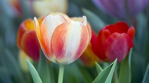 Preview wallpaper tulips, leaves, flowers, plants, nature