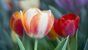 Preview wallpaper tulips, leaves, flowers, plants, nature