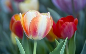 Preview wallpaper tulips, leaves, flowers, plants, nature