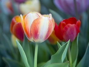 Preview wallpaper tulips, leaves, flowers, plants, nature