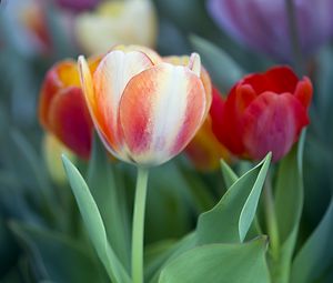 Preview wallpaper tulips, leaves, flowers, plants, nature