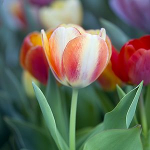Preview wallpaper tulips, leaves, flowers, plants, nature