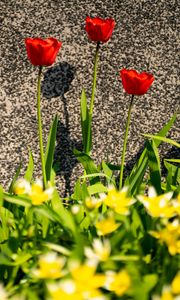 Preview wallpaper tulips, leaves, flowers, red