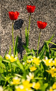 Preview wallpaper tulips, leaves, flowers, red