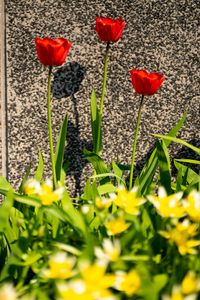 Preview wallpaper tulips, leaves, flowers, red