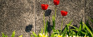 Preview wallpaper tulips, leaves, flowers, red