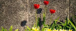 Preview wallpaper tulips, leaves, flowers, red