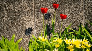 Preview wallpaper tulips, leaves, flowers, red