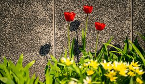 Preview wallpaper tulips, leaves, flowers, red