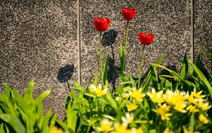 Preview wallpaper tulips, leaves, flowers, red