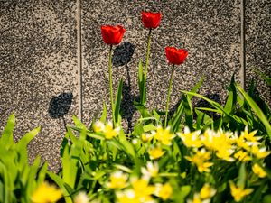 Preview wallpaper tulips, leaves, flowers, red