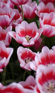 Preview wallpaper tulips, licentious, flowerbed, spring