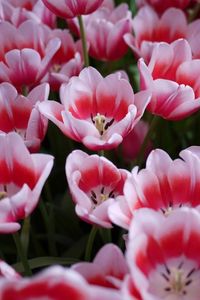 Preview wallpaper tulips, licentious, flowerbed, spring