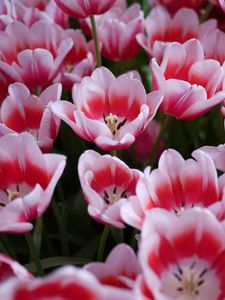 Preview wallpaper tulips, licentious, flowerbed, spring