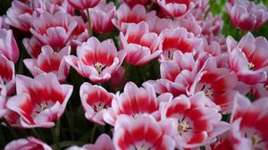 Preview wallpaper tulips, licentious, flowerbed, spring