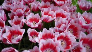 Preview wallpaper tulips, licentious, flowerbed, spring