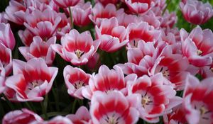 Preview wallpaper tulips, licentious, flowerbed, spring