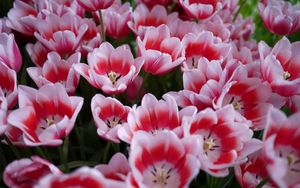 Preview wallpaper tulips, licentious, flowerbed, spring