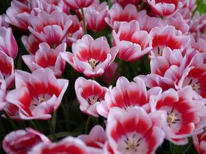 Preview wallpaper tulips, licentious, flowerbed, spring