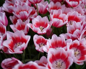 Preview wallpaper tulips, licentious, flowerbed, spring