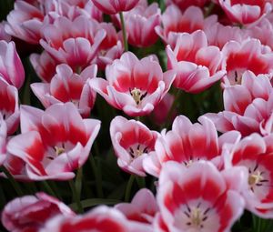 Preview wallpaper tulips, licentious, flowerbed, spring