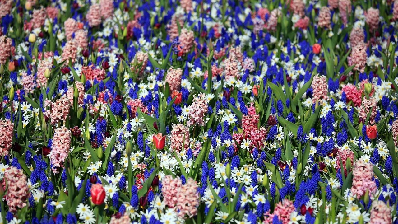 Wallpaper tulips, muscari, hyacinths, flowers, flowerbed, spring