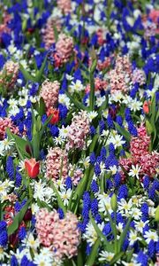 Preview wallpaper tulips, muscari, hyacinths, flowers, flowerbed, spring