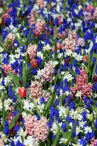 Preview wallpaper tulips, muscari, hyacinths, flowers, flowerbed, spring