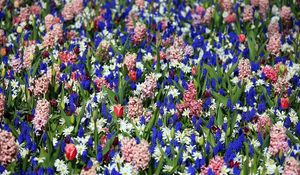 Preview wallpaper tulips, muscari, hyacinths, flowers, flowerbed, spring