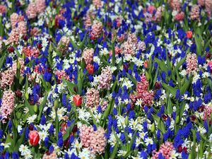 Preview wallpaper tulips, muscari, hyacinths, flowers, flowerbed, spring