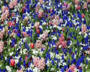 Preview wallpaper tulips, muscari, hyacinths, flowers, flowerbed, spring