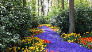 Preview wallpaper tulips, narcissuses, yellow, red, lilac, flowers, trees