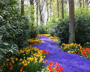 Preview wallpaper tulips, narcissuses, yellow, red, lilac, flowers, trees