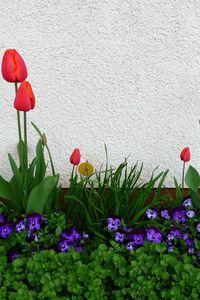 Preview wallpaper tulips, pansies, daffodils, flower, flowerbed, green, spring, wall