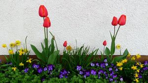Preview wallpaper tulips, pansies, daffodils, flower, flowerbed, green, spring, wall