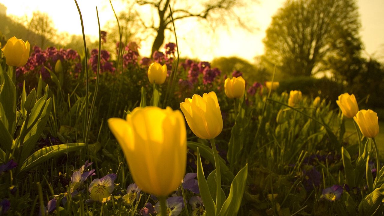 Wallpaper tulips, pansies, flowerbed, green, night, garden