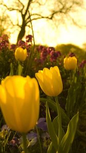 Preview wallpaper tulips, pansies, flowerbed, green, night, garden