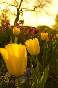 Preview wallpaper tulips, pansies, flowerbed, green, night, garden