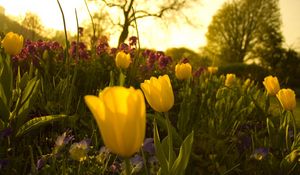 Preview wallpaper tulips, pansies, flowerbed, green, night, garden