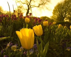 Preview wallpaper tulips, pansies, flowerbed, green, night, garden