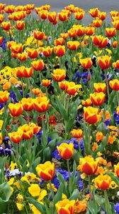 Preview wallpaper tulips, pansies, flowers, flowerbed, street