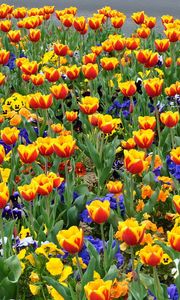 Preview wallpaper tulips, pansies, flowers, flowerbed, street