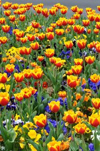 Preview wallpaper tulips, pansies, flowers, flowerbed, street