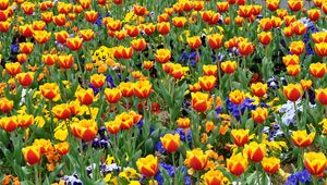 Preview wallpaper tulips, pansies, flowers, flowerbed, street