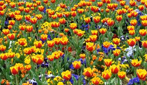 Preview wallpaper tulips, pansies, flowers, flowerbed, street