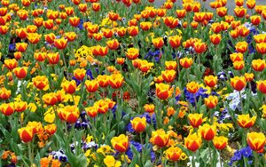 Preview wallpaper tulips, pansies, flowers, flowerbed, street