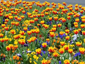 Preview wallpaper tulips, pansies, flowers, flowerbed, street