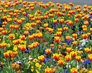 Preview wallpaper tulips, pansies, flowers, flowerbed, street