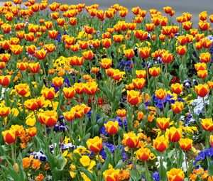 Preview wallpaper tulips, pansies, flowers, flowerbed, street